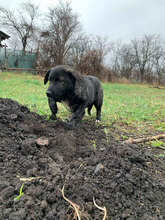 ZUZA, Hund, Mischlingshund in Rumänien - Bild 3