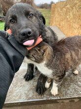 ZUZA, Hund, Mischlingshund in Rumänien - Bild 4