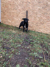 ZUZA, Hund, Mischlingshund in Rumänien - Bild 6