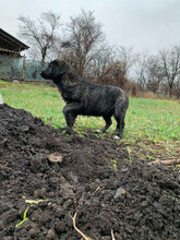 ZUZA, Hund, Mischlingshund in Rumänien - Bild 7