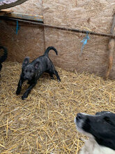 ZUZA, Hund, Mischlingshund in Rumänien - Bild 8