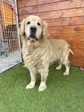 BENSON, Hund, Golden Retriever in Slowakische Republik - Bild 1