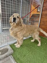 BENSON, Hund, Golden Retriever in Slowakische Republik - Bild 11