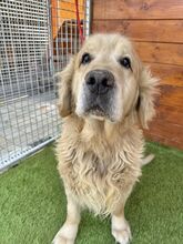 BENSON, Hund, Golden Retriever in Slowakische Republik - Bild 2