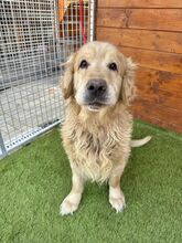 BENSON, Hund, Golden Retriever in Slowakische Republik - Bild 3