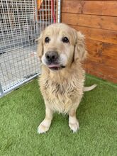 BENSON, Hund, Golden Retriever in Slowakische Republik - Bild 4