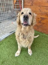 BENSON, Hund, Golden Retriever in Slowakische Republik - Bild 5