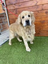 BENSON, Hund, Golden Retriever in Slowakische Republik - Bild 6