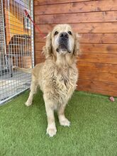 BENSON, Hund, Golden Retriever in Slowakische Republik - Bild 8
