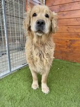 BENSON, Hund, Golden Retriever in Slowakische Republik - Bild 9