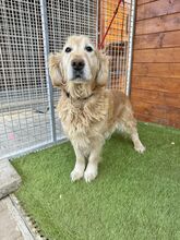 BRILLIANCE, Hund, Golden Retriever in Slowakische Republik - Bild 1