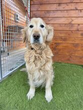 BRILLIANCE, Hund, Golden Retriever in Slowakische Republik - Bild 2
