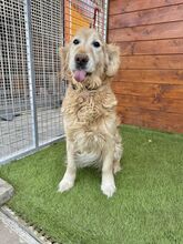 BRILLIANCE, Hund, Golden Retriever in Slowakische Republik - Bild 3