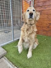 BRILLIANCE, Hund, Golden Retriever in Slowakische Republik - Bild 7