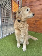 BRILLIANCE, Hund, Golden Retriever in Slowakische Republik - Bild 8