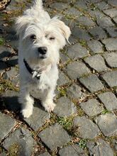 SASCHA, Hund, Mischlingshund in Bochum - Bild 1
