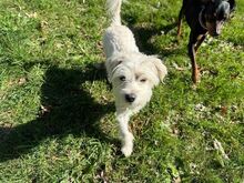 SASCHA, Hund, Mischlingshund in Bochum - Bild 3