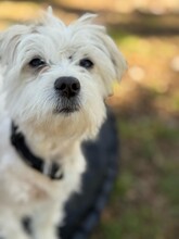 SASCHA, Hund, Mischlingshund in Bochum - Bild 4