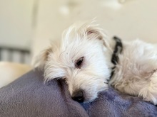 SASCHA, Hund, Mischlingshund in Bochum - Bild 5