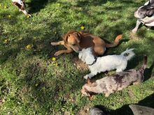 SASCHA, Hund, Mischlingshund in Bochum - Bild 6