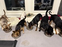 SASCHA, Hund, Mischlingshund in Bochum - Bild 7