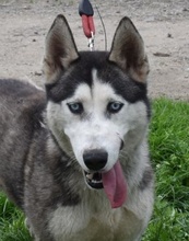 SIRIUS, Hund, Siberian Husky-Mix in Ungarn - Bild 1