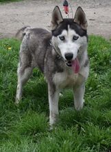 SIRIUS, Hund, Siberian Husky-Mix in Ungarn - Bild 2