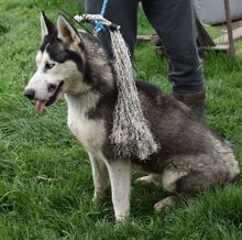 SIRIUS, Hund, Siberian Husky-Mix in Ungarn - Bild 3