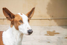 PUIG, Hund, Podenco Ibicenco in Spanien - Bild 1