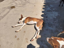 PUIG, Hund, Podenco Ibicenco in Spanien - Bild 10