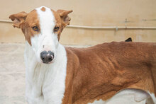 PUIG, Hund, Podenco Ibicenco in Spanien - Bild 2