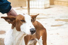 PUIG, Hund, Podenco Ibicenco in Spanien - Bild 3