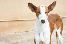 PUIG, Hund, Podenco Ibicenco in Spanien - Bild 4