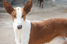 PUIG, Hund, Podenco Ibicenco in Spanien - Bild 5