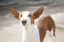 PUIG, Hund, Podenco Ibicenco in Spanien - Bild 6