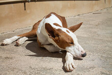 PUIG, Hund, Podenco Ibicenco in Spanien - Bild 7