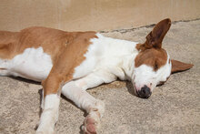 PUIG, Hund, Podenco Ibicenco in Spanien - Bild 8
