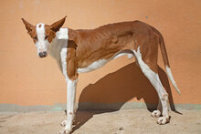 PUIG, Hund, Podenco Ibicenco in Spanien - Bild 9