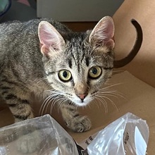 ELSA, Katze, Hauskatze in Hattersheim - Bild 1