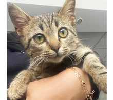 ELSA, Katze, Hauskatze in Hattersheim - Bild 3