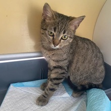 ELSA, Katze, Hauskatze in Hattersheim - Bild 4