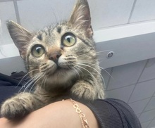 ELSA, Katze, Hauskatze in Hattersheim - Bild 5