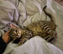 ELSA, Katze, Hauskatze in Hattersheim - Bild 6