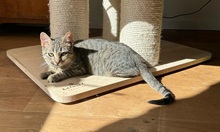 ELSA, Katze, Hauskatze in Hattersheim - Bild 7