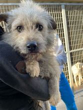 KADARKA, Hund, Mischlingshund in Ungarn - Bild 1