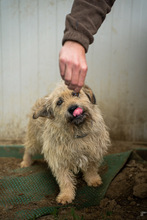 KADARKA, Hund, Mischlingshund in Ungarn - Bild 10