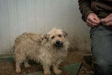 KADARKA, Hund, Mischlingshund in Ungarn - Bild 11