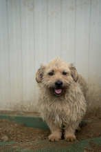 KADARKA, Hund, Mischlingshund in Ungarn - Bild 12