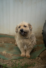 KADARKA, Hund, Mischlingshund in Ungarn - Bild 13