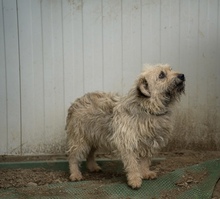 KADARKA, Hund, Mischlingshund in Ungarn - Bild 14